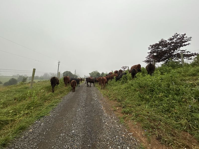 A herd of cattle walking away up a gravel farm lane in fog, wire fencing
                  and pasture on the left, a dense hedgerow on the right.