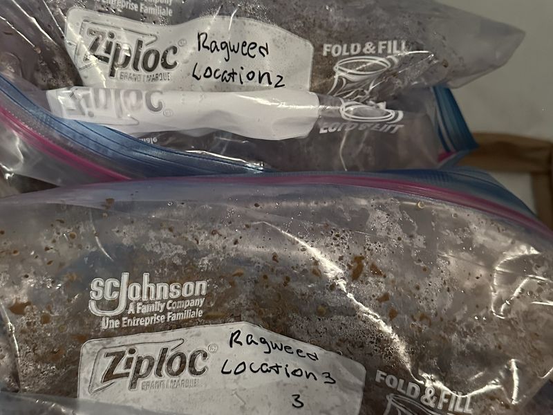 Freezer bags of dark brown soil resting on one another, two of them
                  hand-labelled in marker with the word Ragweed and a location number.
