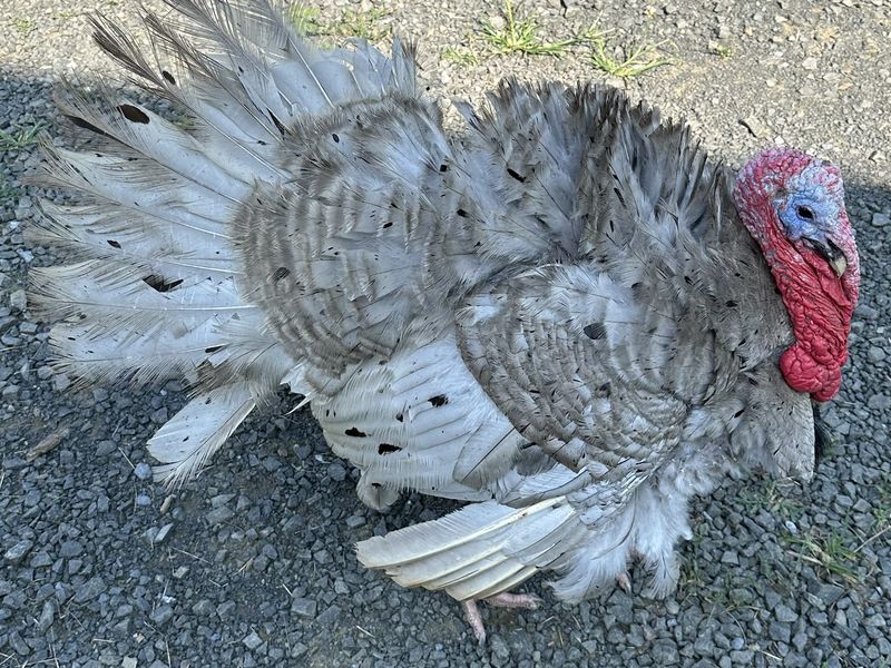 A pale grey and white turkey with its tail and wing feathers fanned
                  out, standing on a sunlit gravel farm track.
